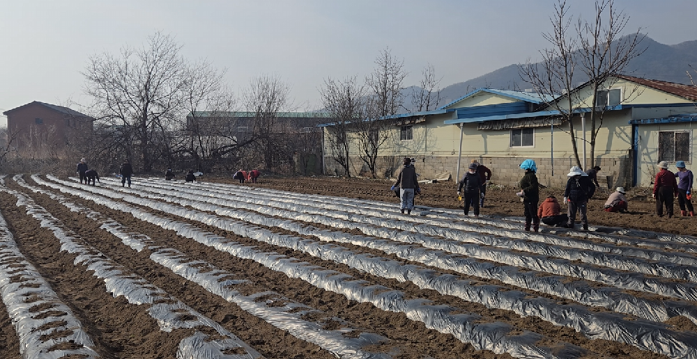 260325 고향주부모임 옥수수 심기.png