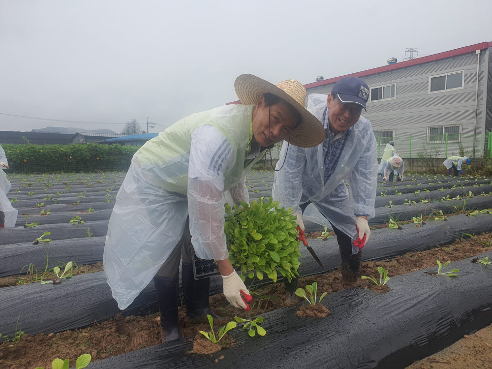 (23. 8. 28)임직원 휴경지 김장배추 정식작업.jpg