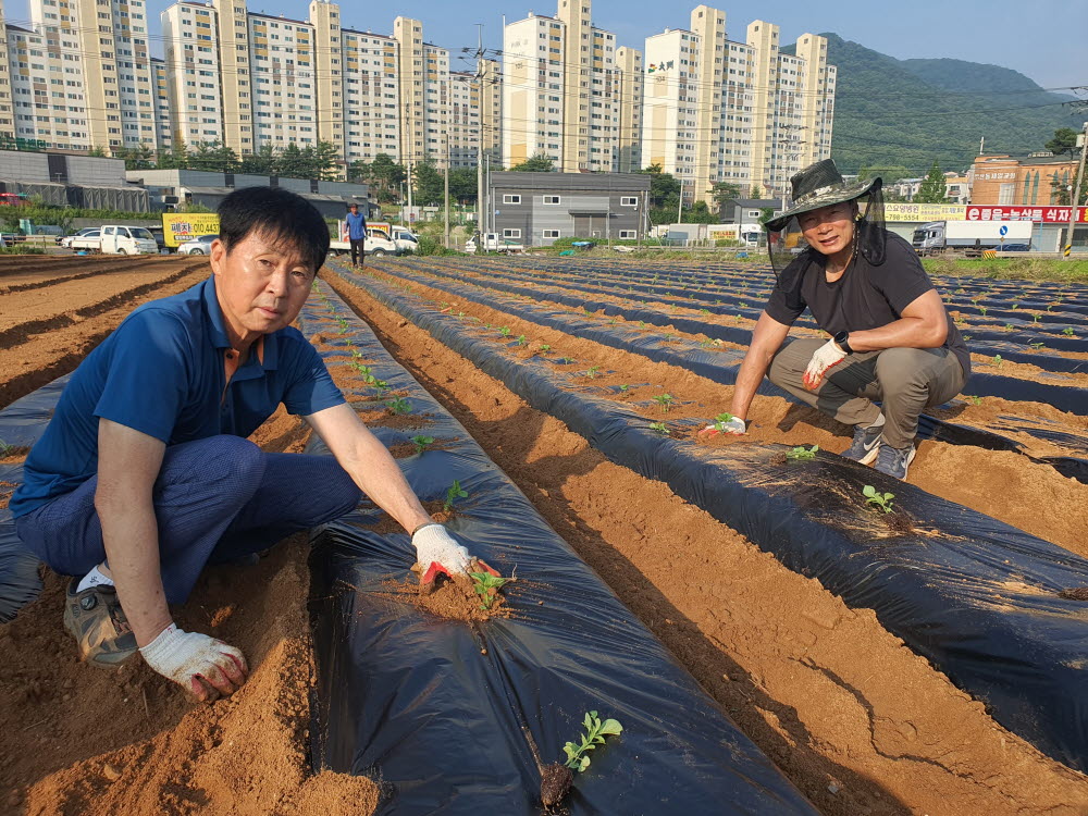 240629 농촌지도자 들깨정식 작업.jpg